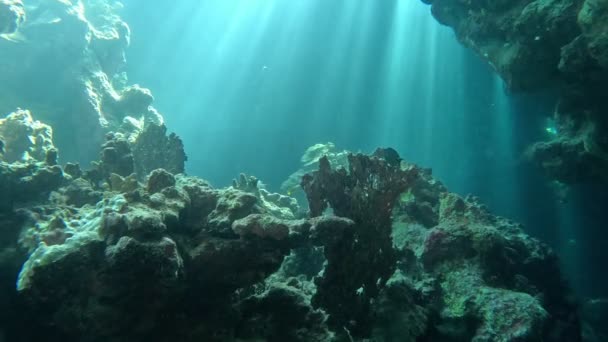Cueva Submarina Con Escuela Peces Agua Mar Azul Tropical Cámara — Vídeo de stock