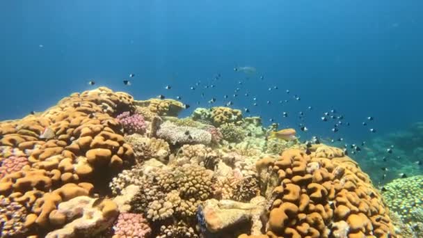 Podvodní Barevný Tropický Korálový Útes Tropická Modrá Mořská Voda Coral — Stock video