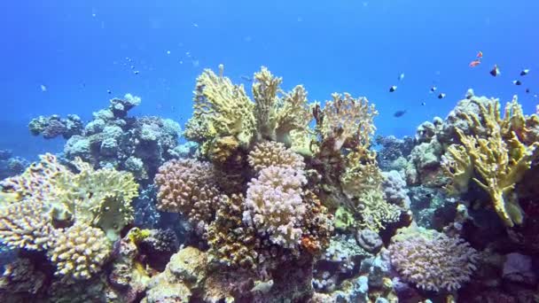 Bajo Agua Colorido Arrecife Coral Tropical Con Escuela Peces Agua — Vídeos de Stock