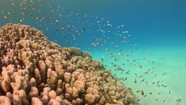 Recife Coral Tropical Colorido Subaquático Com Escola Peixes Água Mar — Vídeo de Stock
