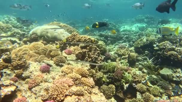 水底色彩斑斓的热带珊瑚礁与鱼类群 热带蓝色海水 珊瑚花园海景 慢动作红海 水下世界生命 热带海底海景 — 图库视频影像