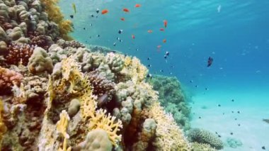 Sualtı Renkli Tropikal Mercan Resifi. Tropik mavi deniz suyu. Mercan Bahçesi Deniz Burnu. Ağır çekim. Kızıl Deniz, Mısır. Sualtı Dünya Hayatı. Tropik sualtı deniz manzarası. Resif Mercan Sahnesi.