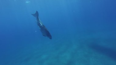 Deniz İneği Dugong, Kızıl Deniz, Mısır. Ağır çekim. Sualtı Dünya Hayatı. Tropik sualtı deniz manzarası. Sualtı Dünya Hayatı. Tropik sualtı deniz manzarası.