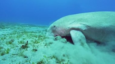 Deniz İneği Dugong, Kızıl Deniz, Mısır. Ağır çekim. Sualtı Dünya Hayatı. Tropik sualtı deniz manzarası. Sualtı Dünya Hayatı. Tropik sualtı deniz manzarası.