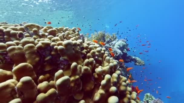 Undersøiske Farverige Tropiske Koralrev Tropisk Blåt Havvand Coral Garden Seascape – Stock-video