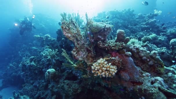 Undervattensdykare Fotograf Tropiskt Blått Havsvatten Dykare Utforskar Revet Slow Motion — Stockvideo