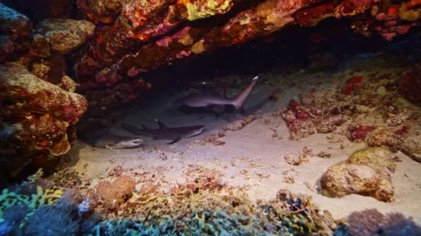 Babies Sharks Mar Vermelho Egipto Movimento Lento Subaquático Vida Mundial — Vídeo de Stock