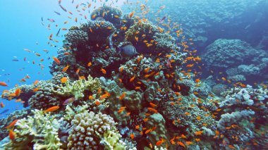 Tropikal mercan resifleri ve balık sürüleriyle sualtı manzarası çok güzel. Kızıl Deniz, Mısır.