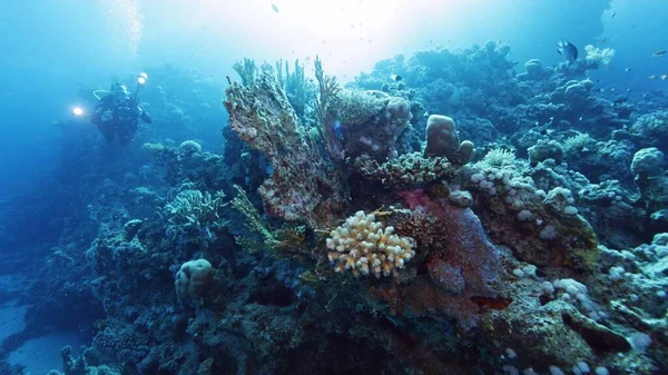 Yksi Sukeltaja Tutkii Merenpohjaa Vedenalainen Elämä Korallien Kanssa Punainen Meri — kuvapankkivalokuva