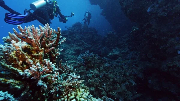 Buceador Explorando Fondo Marino Vida Submarina Con Corales Mar Rojo — Foto de Stock