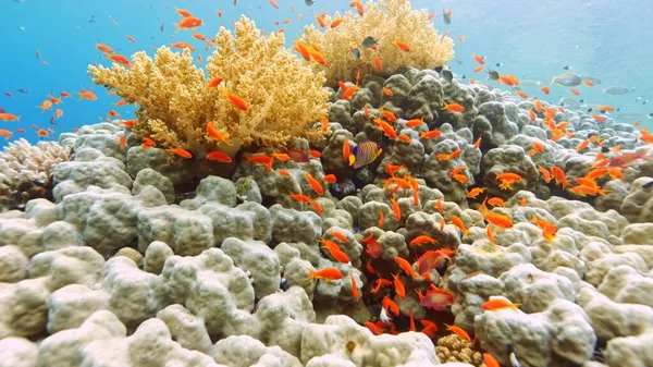 Beautifiul Vista Submarina Con Arrecifes Coral Tropical Bandada Peces Mar — Foto de Stock