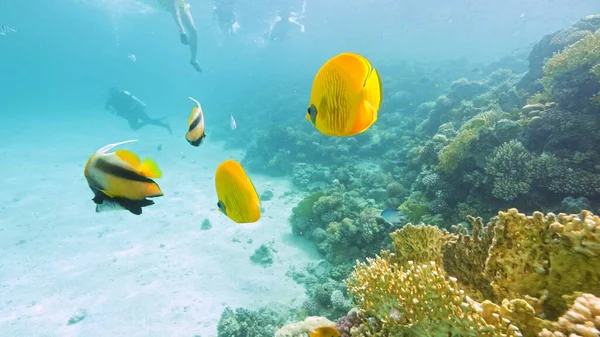 수중에서는 산호초와 물고기 수있다 이집트 — 스톡 사진