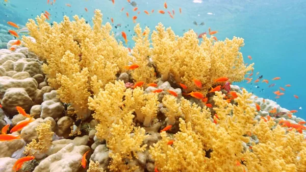 Krásný Podvodní Pohled Tropickými Korálovými Útesy Hejnem Ryb Rudé Moře — Stock fotografie