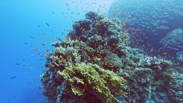 Tropikal Mercan Resifleri Balık Sürüleriyle Sualtı Manzarası Çok Güzel Kızıl — Stok fotoğraf
