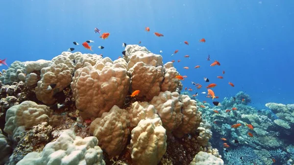 Vista Subaquática Beautifiul Com Recifes Corais Tropicais Bandos Peixes Mar — Fotografia de Stock