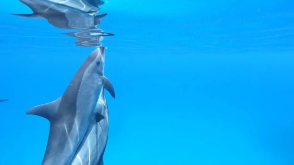 スピナーイルカのペア Stenella Longgirostris 南紅海 エジプト 水中海洋生物 — ストック写真