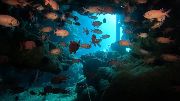 Beautifiul Vue Sous Marine Avec Grotte Tropicale Récifs Coralliens Troupeau — Photo