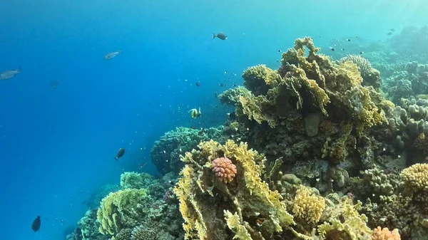 Kauniit Vedenalaiset Näkymät Trooppisilla Koralliriutoilla Kalalaumalla Punainen Meri Egypti — kuvapankkivalokuva