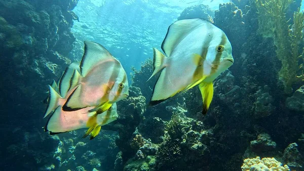 有热带珊瑚礁和成群的蝙蝠鱼的水下美景 — 图库照片