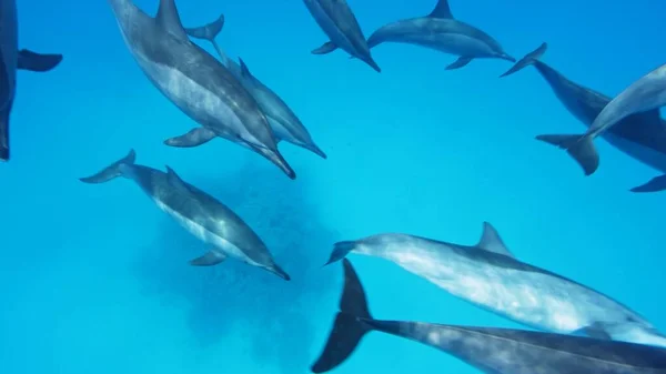 Una Bandada Delfines Hilanderos Stenella Longirostris Sur Del Mar Rojo —  Fotos de Stock