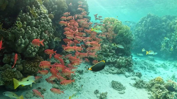 Beautifiul Vue Sous Marine Avec Récifs Coralliens Tropicaux Troupeau Poissons — Photo