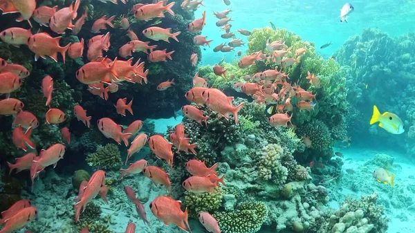 Beautifiul Underwater View Tropical Coral Reefs Flock Fish Red Sea — Stock Photo, Image