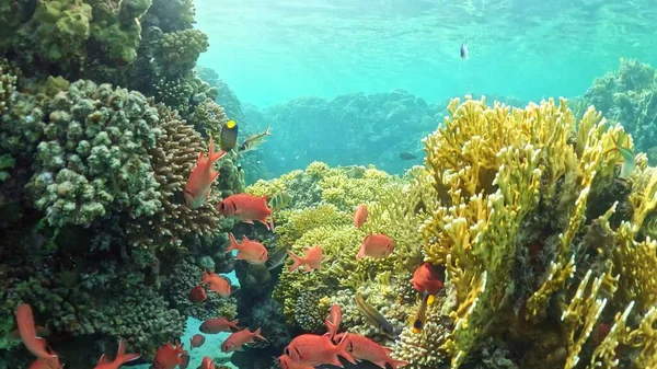 Beautifiul Vue Sous Marine Avec Récifs Coralliens Tropicaux Troupeau Poissons — Photo