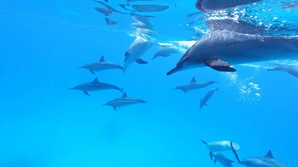 Una Bandada Delfines Hilanderos Stenella Longirostris Sur Del Mar Rojo — Foto de Stock