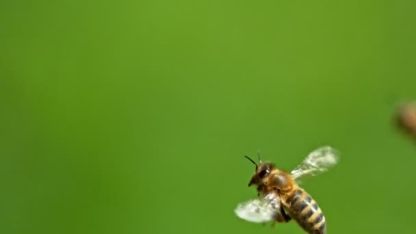 Flying Bee Χαμηλό Βάθος Εστίασης Πράσινο Φόντο Κινηματογραφήθηκε Κάμερα Κινηματογράφου — Αρχείο Βίντεο