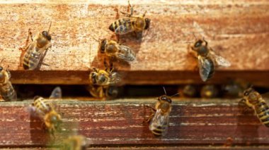 Arı kovanına uçan arılar, Düşük Odaklanma Derinliği. Yüksek Hız Sineması Kamerası 'nda çekildi, 1000fps. Makro Vuruş.