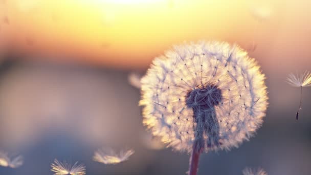 绽放的蒲公英在日落中飞舞的种子的超级慢动作 用高速摄像机拍摄 每秒1000帧 美丽的柔和落日之光 — 图库视频影像