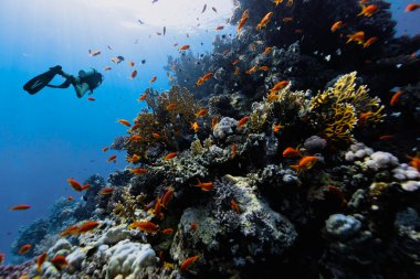 Mısır 'daki mercan resiflerini araştıran dalgıç. Mercan bahçesindeki renkli balık sürüsü.