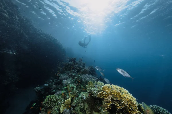 Gratis Dykker Svømmer Inn Dypet Med Koraller Ung Mann Som – stockfoto