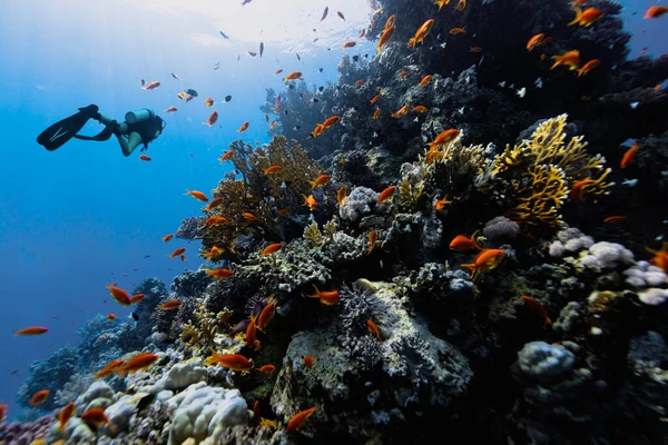 エジプトのサンゴ礁を探索するダイバー サンゴの庭の魚の色の学校 — ストック写真