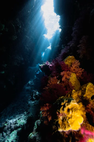 Güzel Renkli Mercan Resifleri Mısır Daki Mağara Dikey Yönelim — Stok fotoğraf