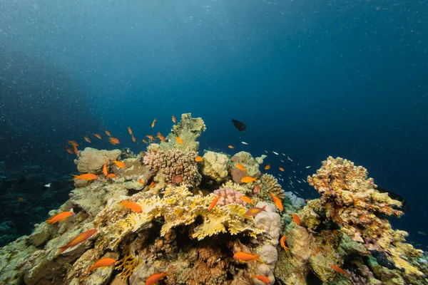 Gyönyörű Trópusi Korallzátony Zátonnyal Vagy Színes Korallhalakkal Vörös Tenger Egyiptom — Stock Fotó