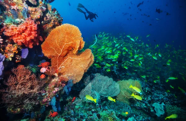 Silhuett Dykkeren Som Utforsket Korallrev Sport Fritidsaktiviteter Vann – stockfoto