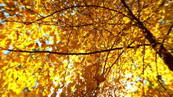 Super Zeitlupe Fallender Herbstbuchenblätter Ultimative Perspektive Blätter Fallen Richtung Kamera — Stockvideo