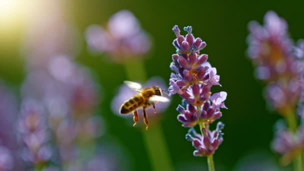 Biene Fliegt Lavendelblüte Sammelt Pollen Makroschuss Gefilmt Mit High Speed — Stockvideo
