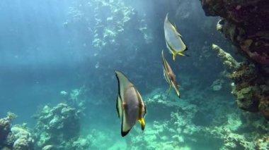 Dalgıçla yarasa balığı, Kızıl Deniz, Mısır. Ağır çekim. Sualtı Dünya Hayatı. Tropik sualtı deniz manzarası.
