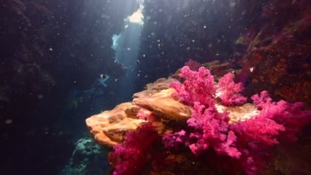 Cueva Submarina Con Fotógrafo Buceo Agua Mar Azul Tropical Buceador — Vídeo de stock