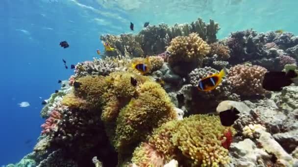 水中カラフルな熱帯サンゴのサンゴ礁 熱帯の青い海の水 サンゴの庭の風景です スローモーション エジプトの紅海 水中世界生活 熱帯水中の海景 リーフコーラルシーン — ストック動画
