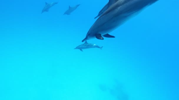 Escuela Delfines Cámara Lenta Mar Rojo Egipto Cámara Lenta Mar — Vídeo de stock