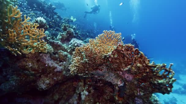 Vida Submarina Con Buceadores Agua Mar Azul Tropical Buceadores Explorando — Vídeo de stock