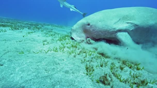 Sea Cow Dugong Red Sea Egypt 슬로우 세계의 생명체 저수지 — 비디오
