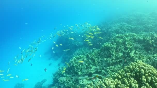 魚の学校と水中カラフルな熱帯サンゴ礁 熱帯の青い海の水 サンゴの庭の風景です スローモーション エジプトの紅海 水中世界生活 熱帯水中風景 — ストック動画