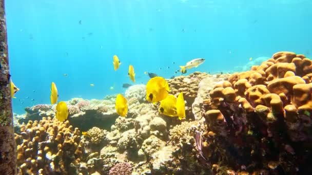 水底色彩斑斓的热带珊瑚礁与鱼类群 热带蓝色海水 珊瑚花园海景 慢动作红海 水下世界生命 热带海底海景 — 图库视频影像