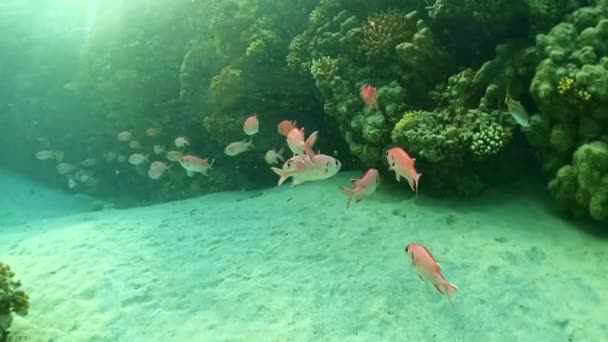 魚の学校と水中カラフルな熱帯サンゴ礁 熱帯の青い海の水 サンゴの庭の風景です スローモーション エジプトの紅海 水中世界生活 熱帯水中風景 — ストック動画