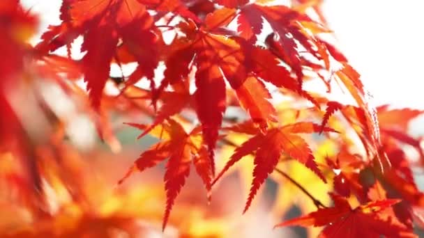 Super Cámara Lenta Hojas Arce Otoño Colores Vivos Macro Disparó — Vídeo de stock