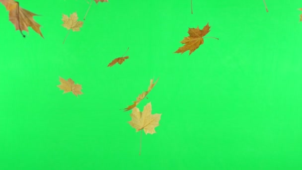 Сверхмедленное Движение Ярко Окрашенных Осенних Листьев Макро Выстрел Снято Камеру — стоковое видео